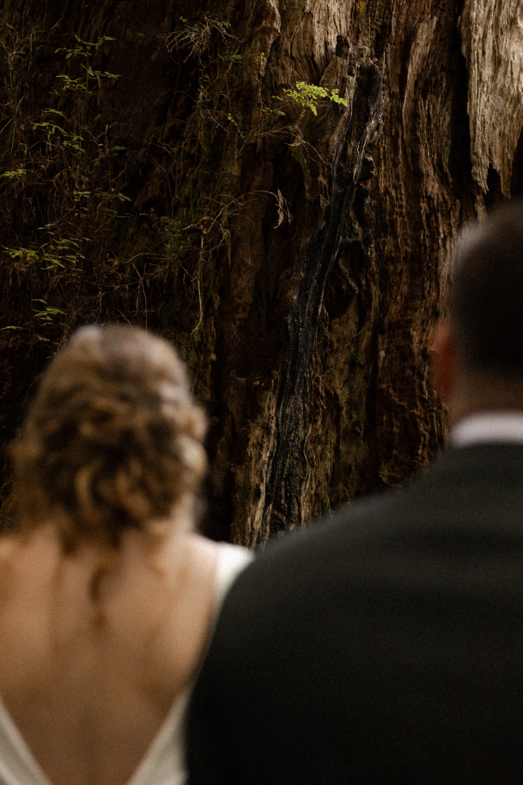 Elopement in Redwood National Forest